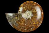 Polished Ammonite (Cleoniceras) Fossil - Madagascar #127216-1